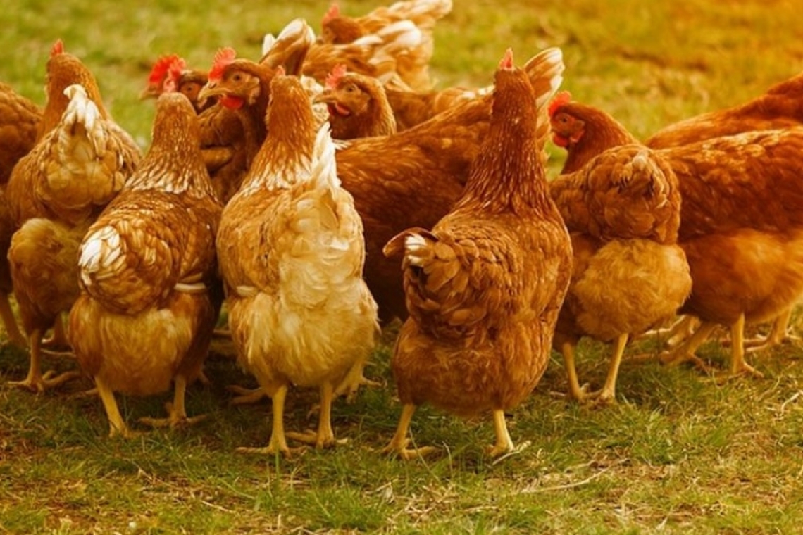 CNSU a decis suspendarea organizării și desfășurării comerțului ambulant cu păsări pe o perioadă de 30 de zile