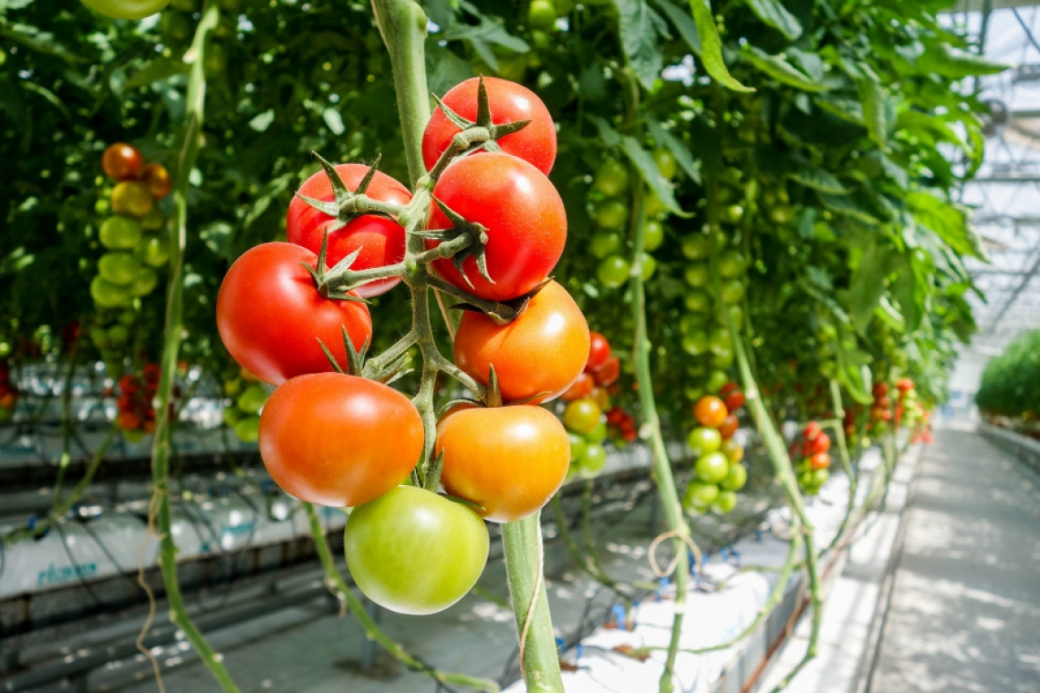 A fost aprobată o nouă schemă de sprijin pentru susținerea producției de legume în spații protejate