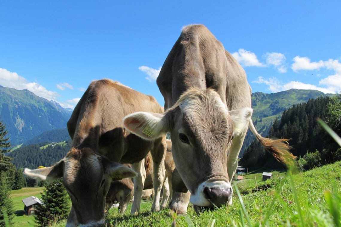 MADR | Sprijin pentru crescătorii de bovine