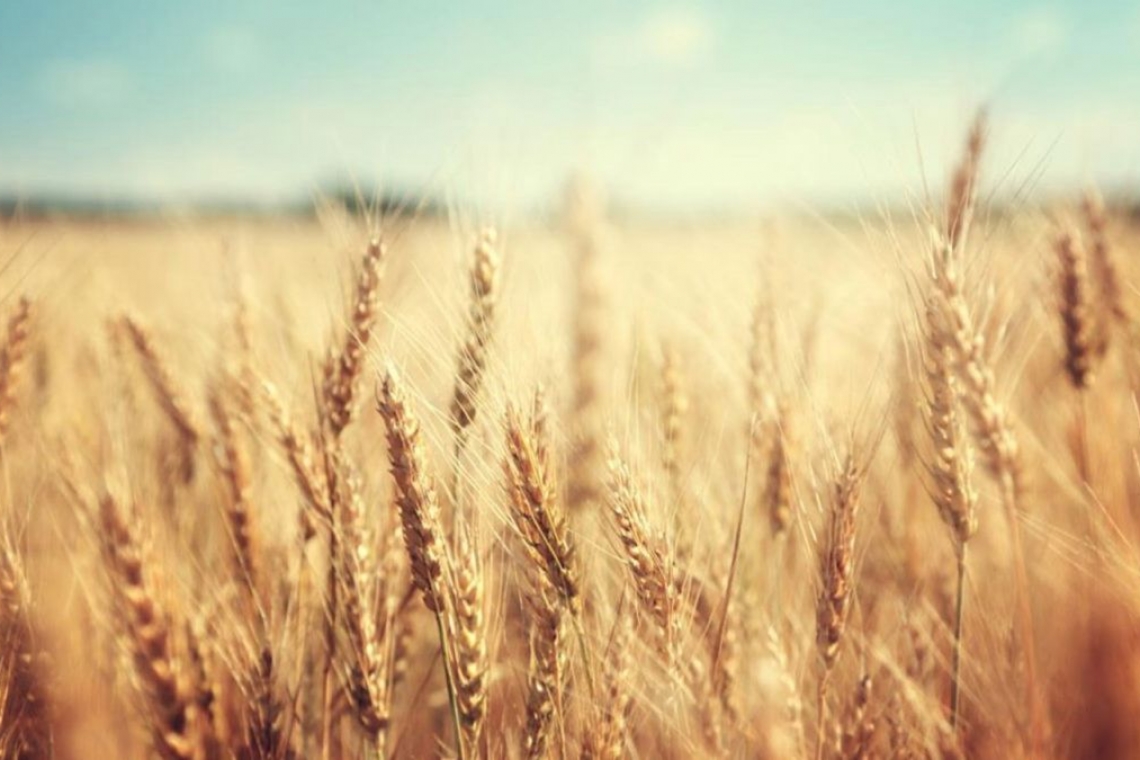 România obţine în acest an o producţie de grâu de peste 11,33 milioane de tone