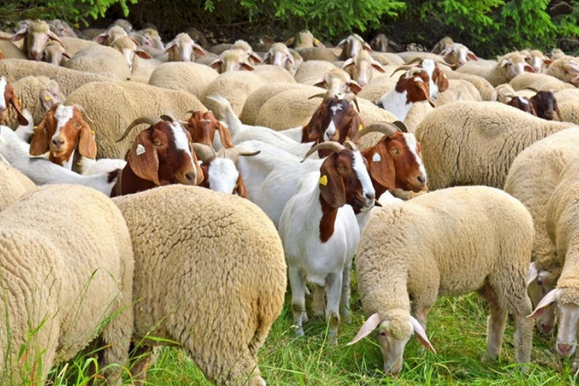 A fost stabilit cuantumul per hectar al plăţilor unice pe suprafaţă și plafonul pentru sprijin cuplat la ovine/caprine pentru anul 2021