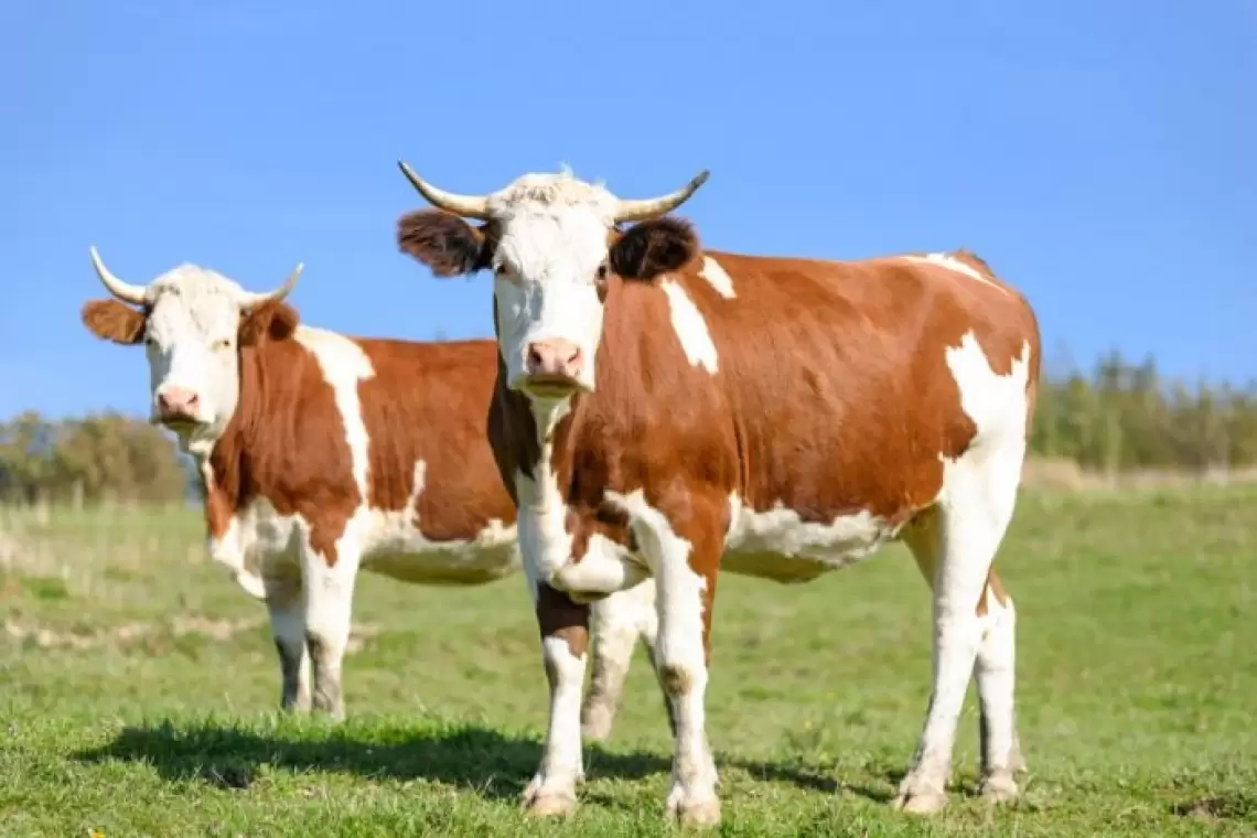 MADR acordă peste 450 de milioane de lei pentru susținerea activității crescătorilor din sectoarele bovine, suine și avicol
