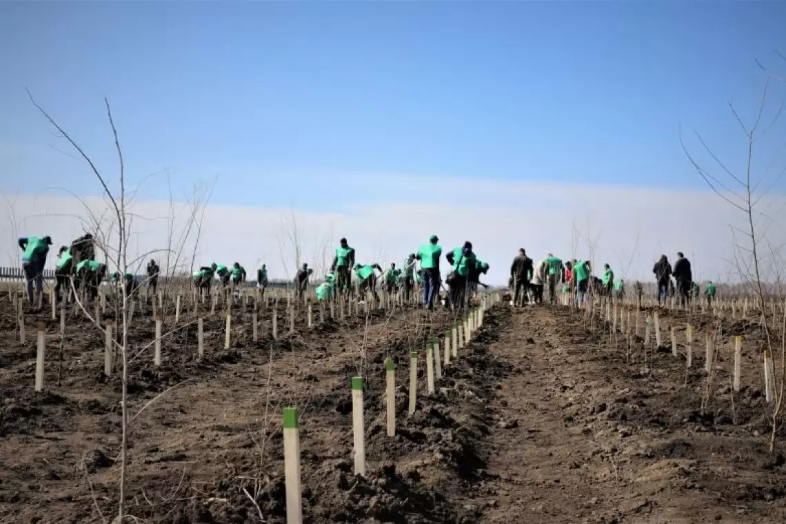 Romsilva înfiinţează alte 60 de hectare de perdele forestiere de protecţie în judeţele Călăraşi şi Brăila