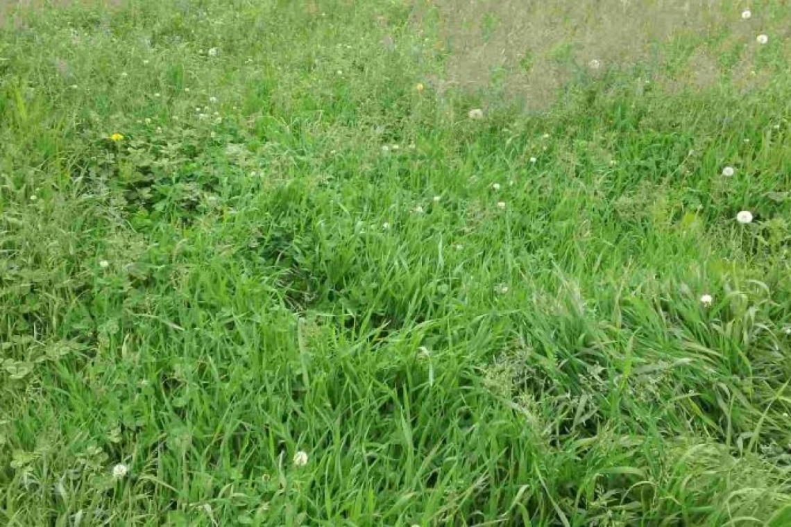 Chirnogi | 12,83 ha de pășune, propuse spre închiriere