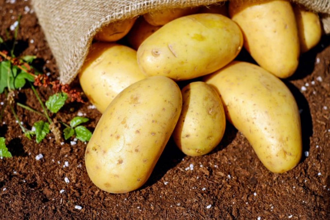 MADR | Producția de cartof va fi susținută în anul 2023 prin acordarea unui sprijin din partea statului