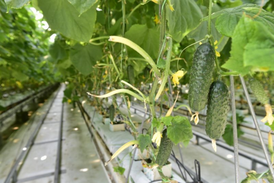 MADR | A fost aprobat programul de susținere a producției de legume în spații protejate pentru perioada de extrasezon (toamnă–iarnă 2023-2024)