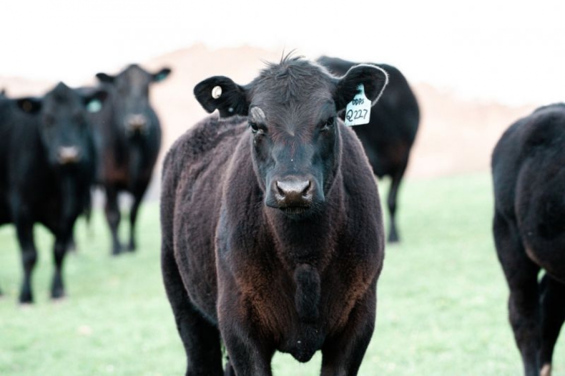 Proiect de act normativ pentru susținerea activității crescătorilor din sectorul bovinelor de carne și al bivolițelor