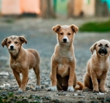 Primăria Roseți, protocol de colaborare pentru capturarea câinilor fără stăpân de pe raza comunei