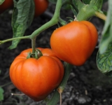 Ajutor de stat pentru compensarea parțială a pierderilor suferite la culturile de tomate și usturoi